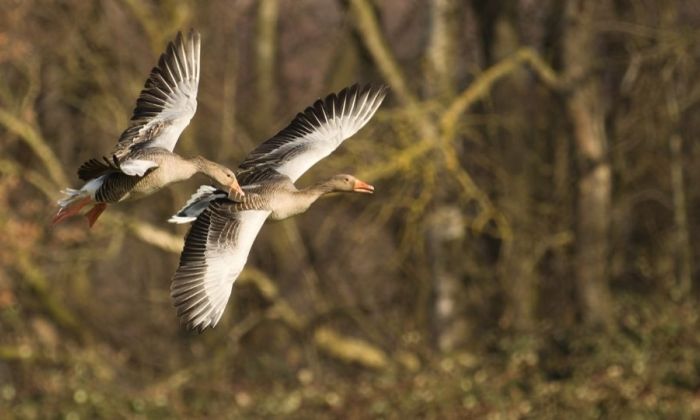 Nieuwe factsheet ondersteunt soortenanalyses voor Natura 2000